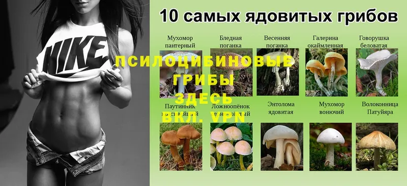 Галлюциногенные грибы MAGIC MUSHROOMS Бокситогорск